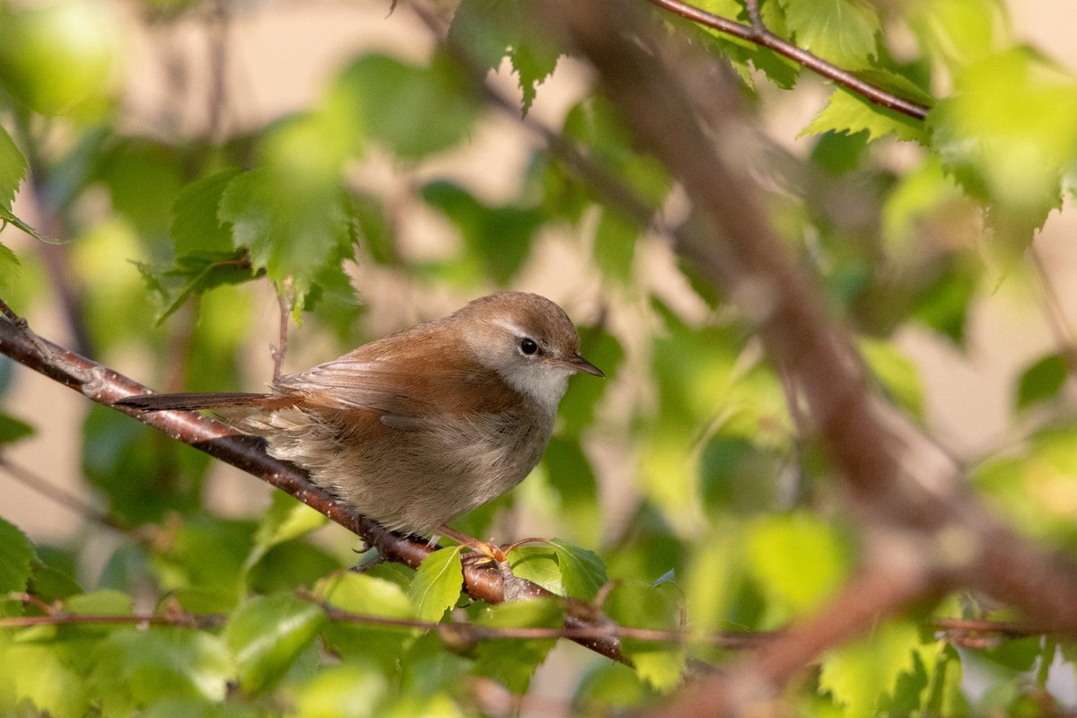 Cetti's early morning #swillyings