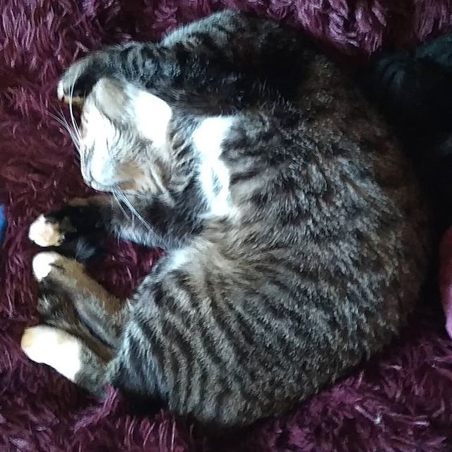 seri0us_cat's tweet photo. Если в инстаграме нет развёрнутых котов, зачем он тогда вообще? https://t.co/9ljRSq3Cvc https://t.co/7FtcC2BNXB