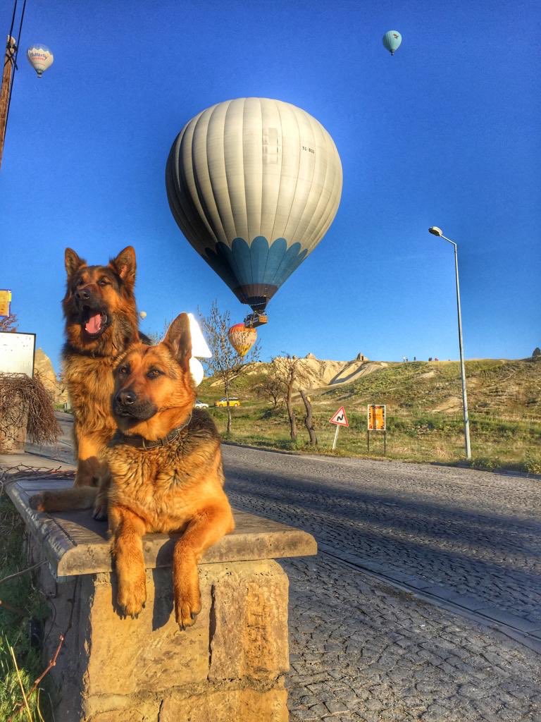 DiscoveryBalon's tweet photo. Hi folks 🐶🤗

https://t.co/KGiSP8RyKz https://t.co/zDrZulXraY