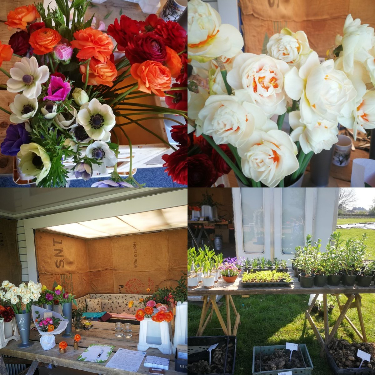 ChambersFarm Flowers tweet media