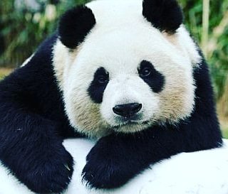 Bamboone4's tweet photo. #buongiorno #goodmorning #panda#pandinofranco #bambu #bamboostyle #bambooforfuture #instagram #instalike #growup #nature #love 🐼🌱 https://t.co/tJIcH7BJRk