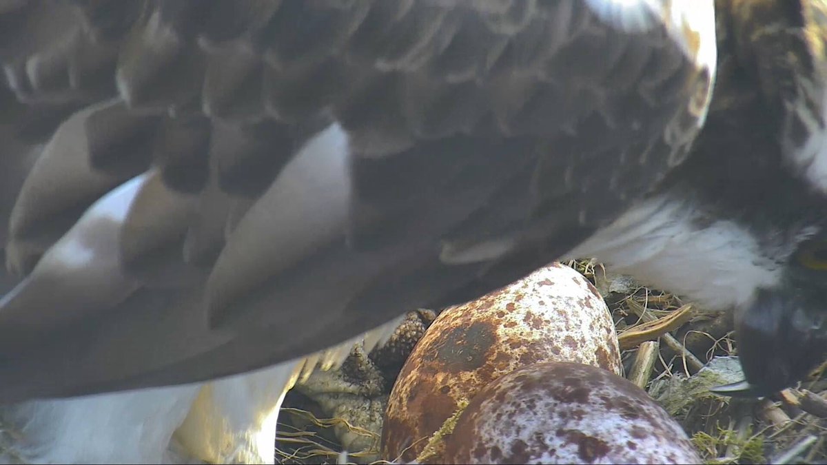DyfiOspreys's tweet photo. Then there were two! Only early birds were up in time to see its arrival at 05.58 this morning. https://t.co/NXbgvBCvJS