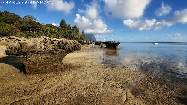 HarleybirdC's tweet photo. Gorgeous afternoon for a stroll
#seasidestroll #lordhoweisland #lordhoweislandtourism #samsungs10photography #smartphonephotography #smartphonepics https://t.co/CJHyAOXlFo