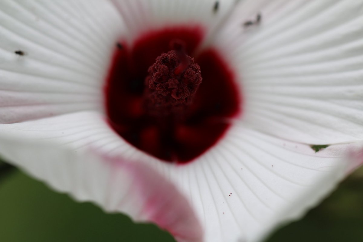 Butterworthbugs's tweet photo. A flower spider (Thomisus spectabilis) hanging out on a native hibiscus. Well camouflaged against the flower petal, patiently waiting for some prey! https://t.co/fMbSaerGKC