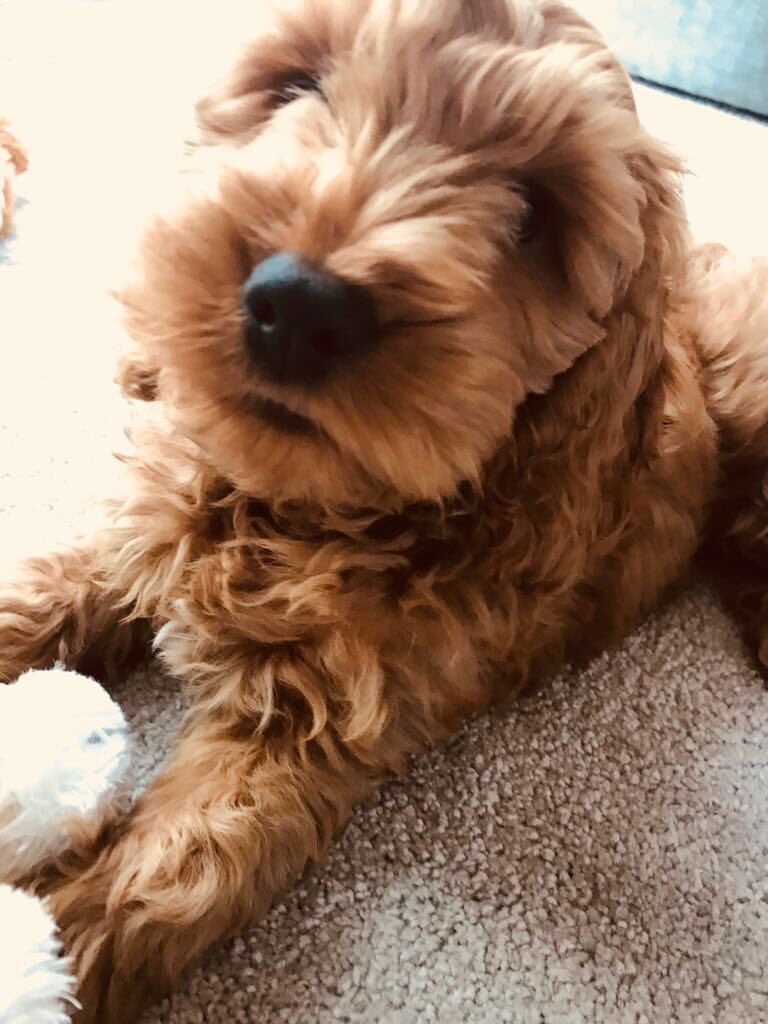 richEgreen's tweet photo. 1 Year on and still besotted with this little fella ❤️ https://t.co/ZpLyflafH9