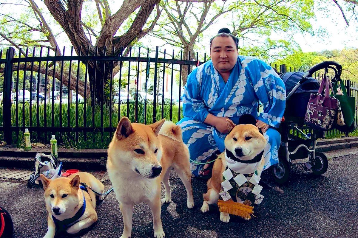 スモートフォン 在 Twitter 上 横綱と柴犬 T Co Eevcuws1hf Twitter