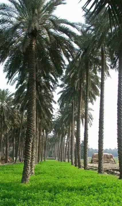 HullioSikandar's tweet photo. More landscapes of #Khairpur #DateFarms - one of most beautiful parts of Pakistan. Once it was known State of Mirs. Now we can call State of Dates rather 'Ajwa of Sindh'. Let's promote its cultivation; patronize exports; develop as one of top tourist destination in North #Sindh. https://t.co/OBZieVe08A