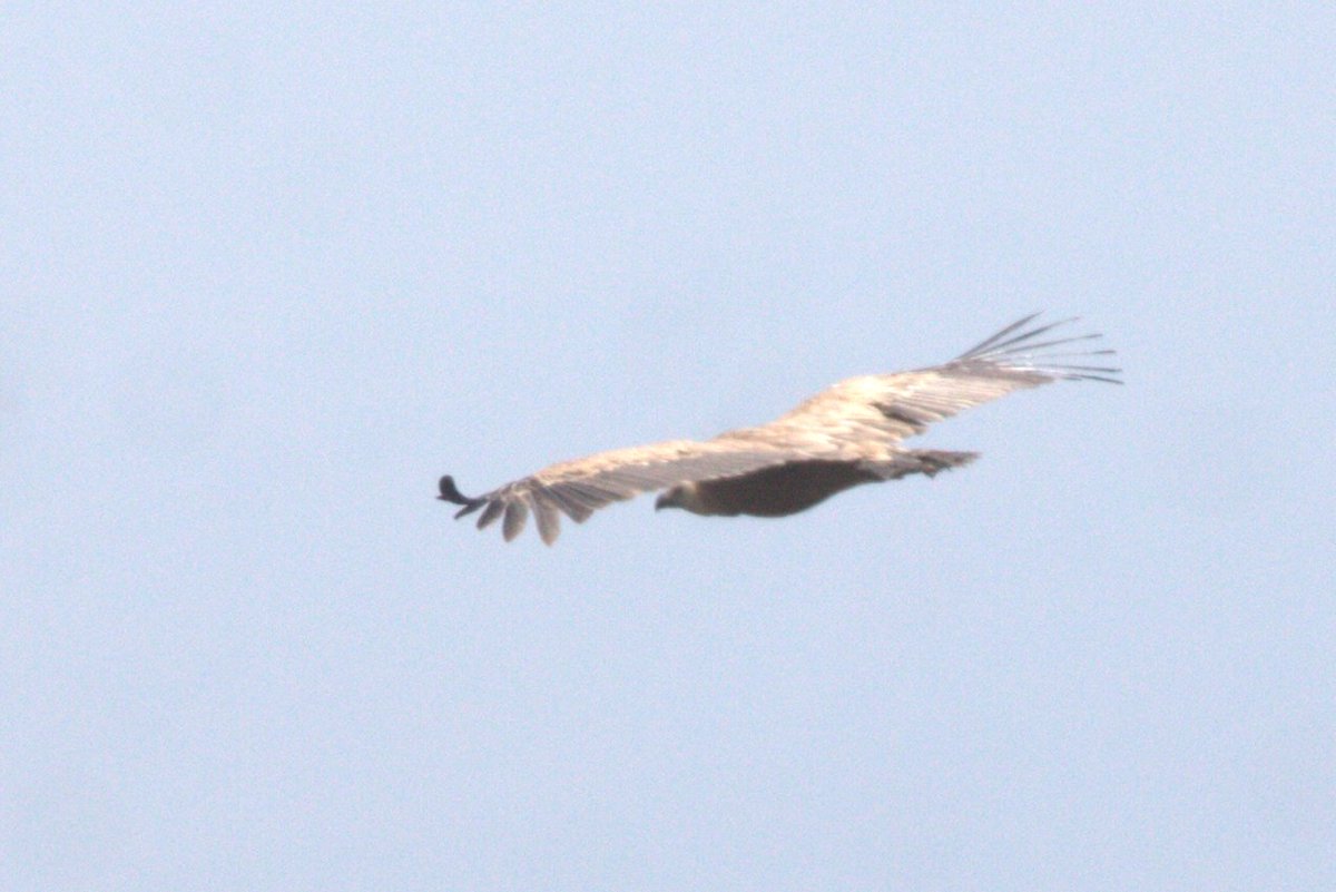 Sometimes a griffon #vulture cross the Strait of Messina moving between Sicily and continental Italy. Yesterday one of them passed over our watchpoint #ornithology #birds #Raptors #birdsofprey straitobservatory.com