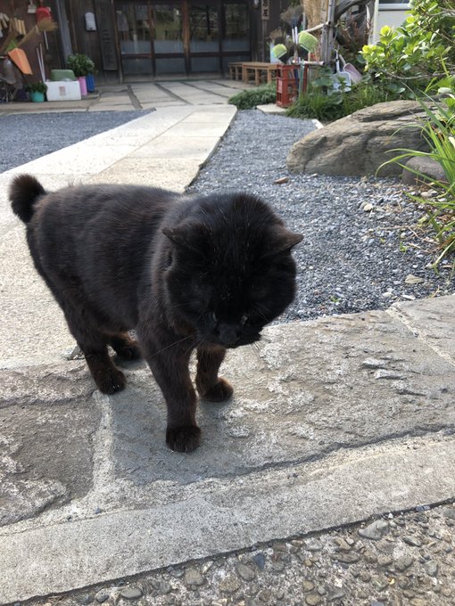 谷中の猫スポットってどこ 東京 谷根千エリア 谷中 根津 千駄木 猫目撃エリア８選 ねこもち