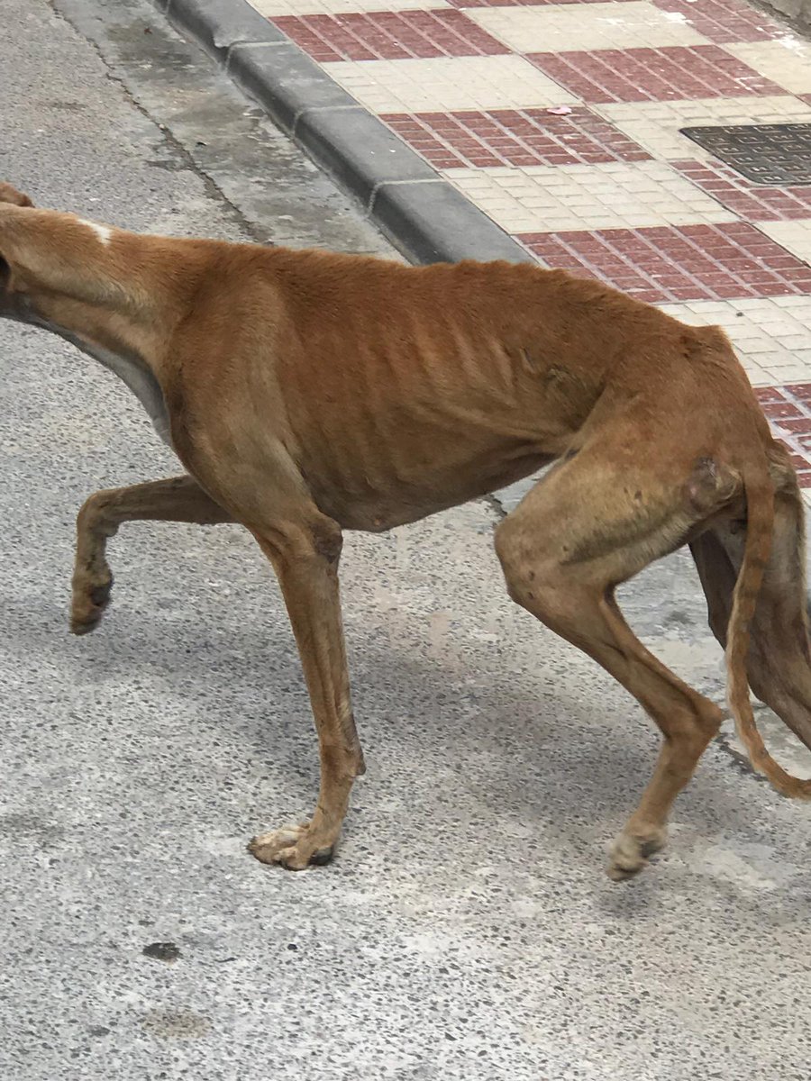 Inmacul90947592's tweet photo. Galgo abandonado en Guadahortuna Granada. Se ruega ayuda contacto 617 823 399 este pueblo está lleno de perros abandonados y ya no sabemos que hacer😭 https://t.co/em0vh7EXgz