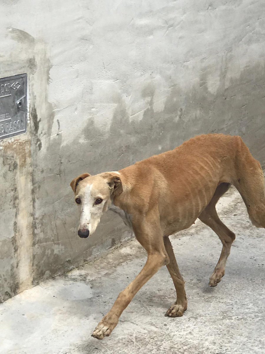 Inmacul90947592's tweet photo. Galgo abandonado en Guadahortuna Granada. Se ruega ayuda contacto 617 823 399 este pueblo está lleno de perros abandonados y ya no sabemos que hacer😭 https://t.co/em0vh7EXgz