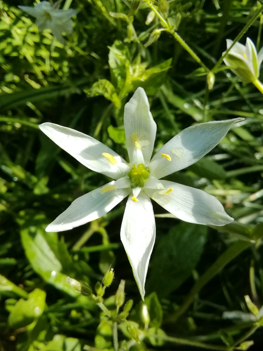 じゅんこ 彡 庭に咲く この白い花の名前がわかった スターオブベツレヘム カッコイイ名前じゃん キリスト生誕を知らせたベツレヘムの星にたとえられた名前だって 素敵な由来だよね 咲くのはイースターの頃だけどね 和名は オオアマナ