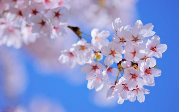 Hava nə vaxt isinəcək?
aypara.tv/xeber/hava-ne-…