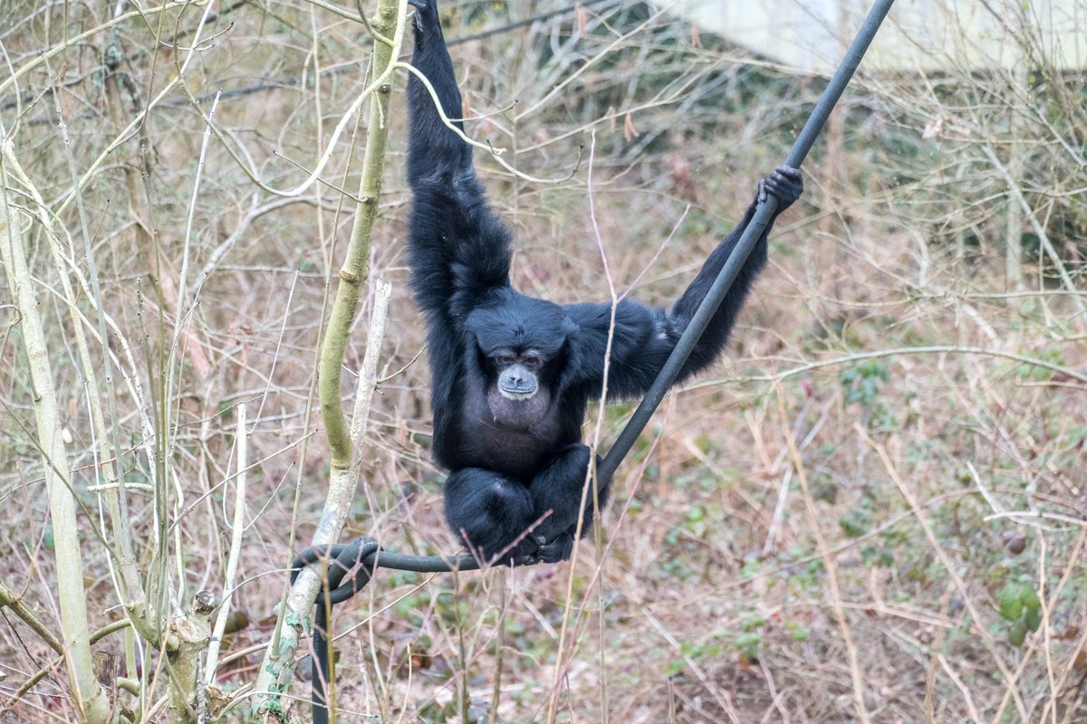 MWApeRescue's tweet photo. (cont) Wouldn't it be amazing if this Easter everyone who saw this post gave a RT &amp; just £1? We'd easily reach target! Instead of spending that £1 on an Easter egg, please help us protect the population of golden-cheeked gibbons in the wild.

https://t.co/WFCb7meJ08

THANK YOU! https://t.co/xDxjqgy9Mv