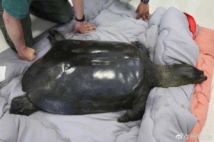 manyapan's tweet photo. The only known female Yangtze giant softshell turtle, one of the world’s rarest turtle species, has died at Suzhou Zoo this week, one day after it was artificially inseminated. There are now allegedly only 3 turtles of the species left. 😢 https://t.co/ADTODEfHcE