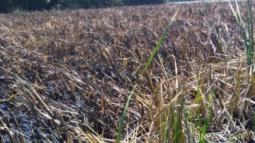 MexContigo's tweet image. Se registra incendio en la Romero Vargas fue atendido por Protección Civil dlvr.it/R39Ybh