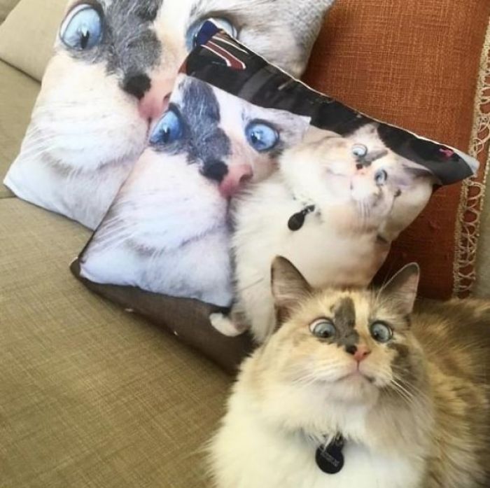 catloversfest's tweet photo. Cat-ception 🐱🐱🐱 https://t.co/B9O2qXw6Rd