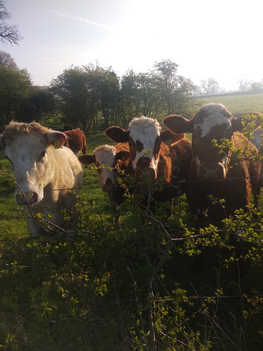 Good morning girls. Enjoying the Bank Holiday weather. No rest for the Matipo boys this weekend though. #dailygrind #EasterSaturday #cows