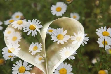 Милые ромашки. Девушка с букетом ромашек. Букет ромашек. Ромашка сердечком. Букет ромашек для любимой.