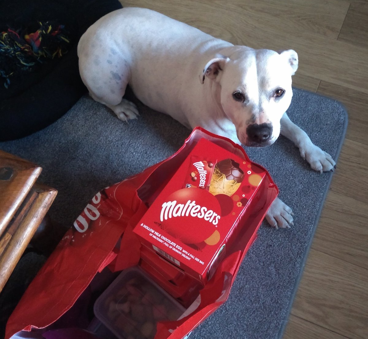 I'm not allowed these but I'll guard them anyway. You never know.... #darcy #StaffieSaturday #staffiesoftwitter #hopeful #staffordshirebullterrier