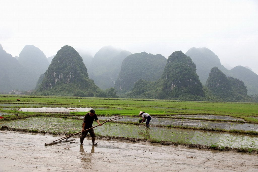 ChinaDaily's tweet image. 24 Solar Terms: 5 things you may not know about Grain Rain bit.ly/2ZnU6N1 #culture