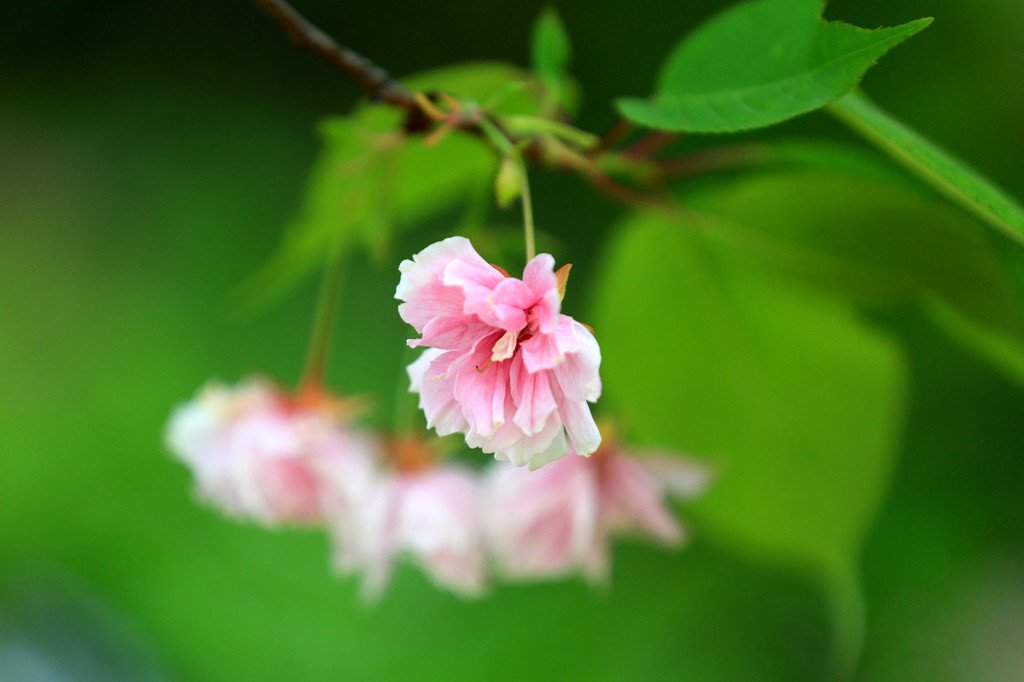 ChinaDaily's tweet image. 24 Solar Terms: 5 things you may not know about Grain Rain bit.ly/2ZnU6N1 #culture