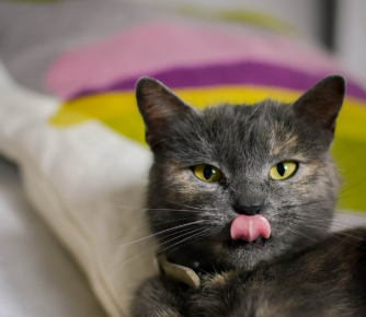 CentreVetes's tweet photo. Petite anecdote : saviez-vous que les chats étaient obligatoires à bord des navires pendant plusieurs siècles ?

Afin de protéger leurs réserves de nourritures, qui pourraient être grignotées par des rongeurs, les marins accueillaient plusieurs chats à bord pour les attrapées. https://t.co/dM9P8DaSfN