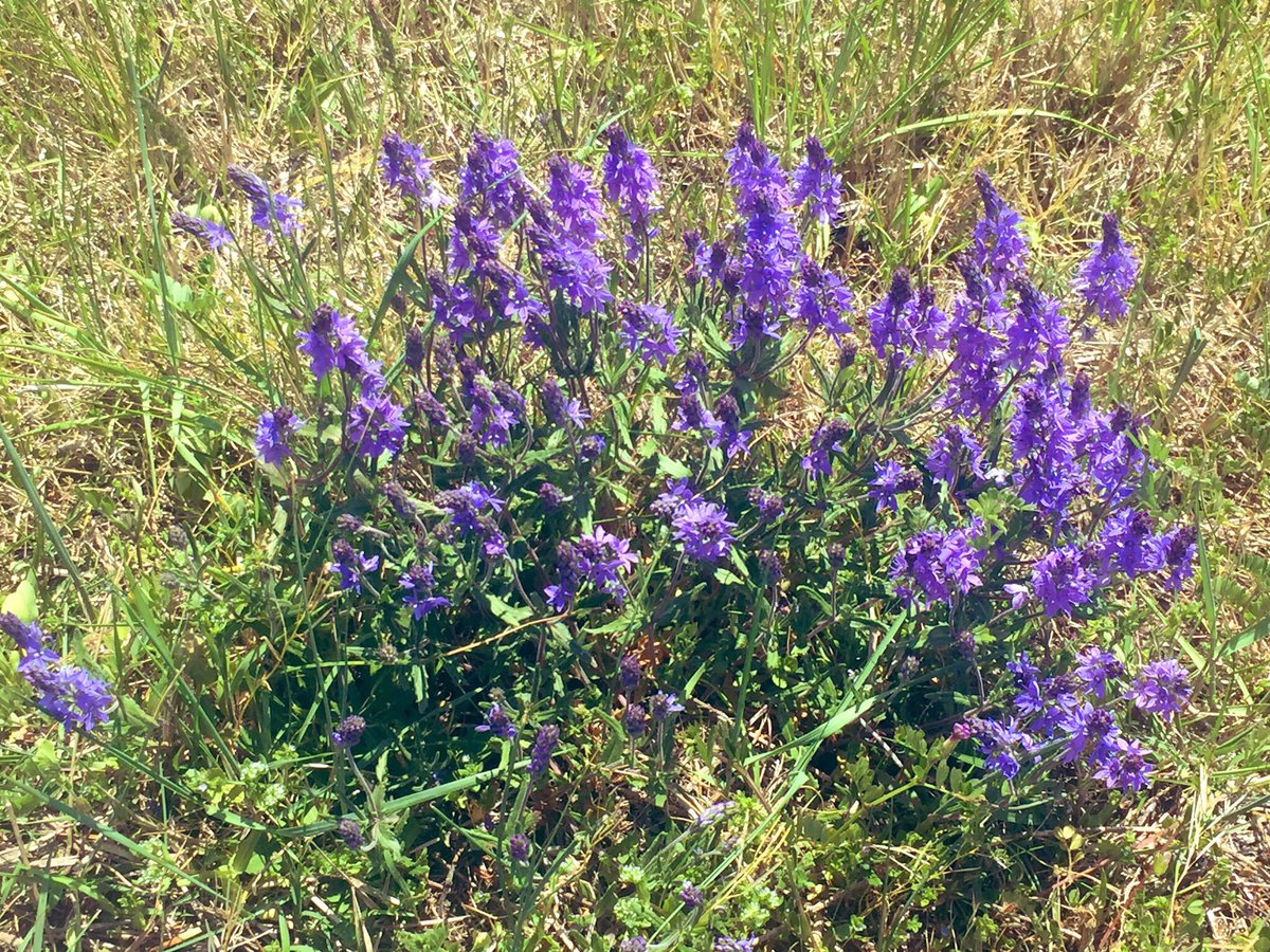 Promenade violette ☀️ #purple #bordsdeloire #nature #loire