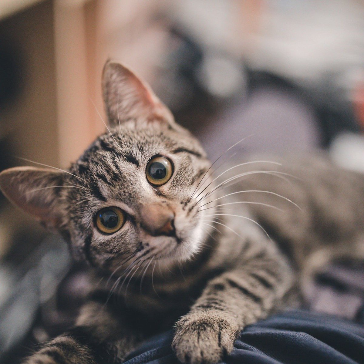 catmeow93's tweet photo. #cat #CatsOfTwitter https://t.co/uCcsckFTwS