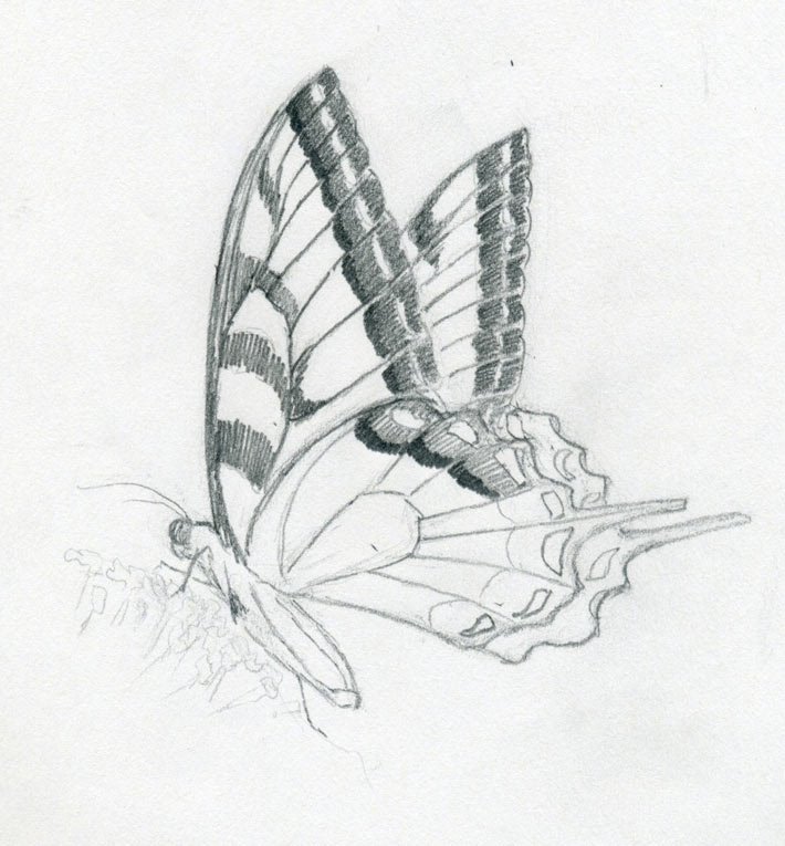 jalan_ayush's tweet photo. @SamsungMobileIN saw a butterfly one day which was so attractive that I sketched it in my book but the beauty is still in my memory   #WirelessPowerShare 
#Samsung @anup0191 @nitu2412 https://t.co/ggE4U1N2iE