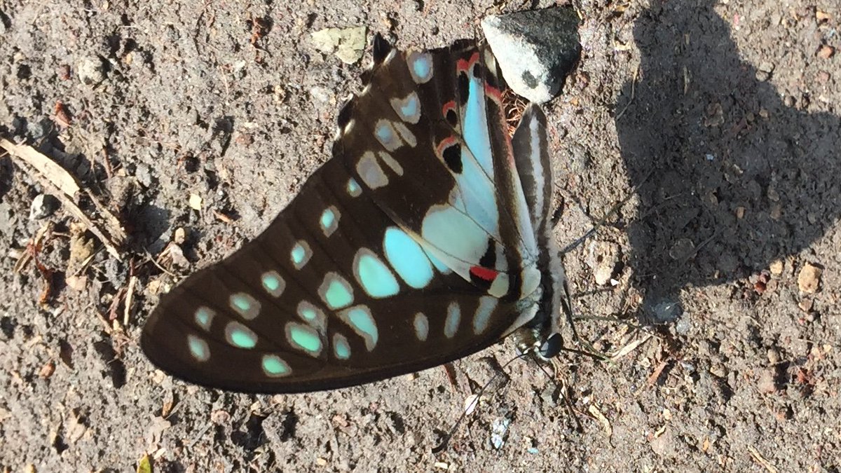 jalan_ayush's tweet photo. @SamsungMobileIN saw a butterfly one day which was so attractive that I sketched it in my book but the beauty is still in my memory   #WirelessPowerShare 
#Samsung @anup0191 @nitu2412 https://t.co/ggE4U1N2iE