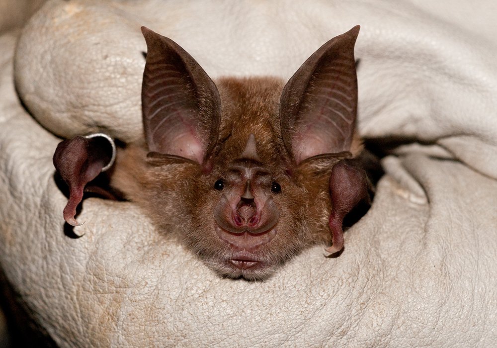 cronicasdefauna's tweet photo. Estas son las 3 familias de Quirópteros presentes en España:
1-Rhinolophidae: hojas nasales con forma de herradura
2-Vespertilionidae: sin hojas nasales. Trago en la oreja. fosas nasales al extremo del hocico.
3-Molossidae: cola larga que sobresale del uropatagio.
#biodiversidad https://t.co/iTd1pjGOdK