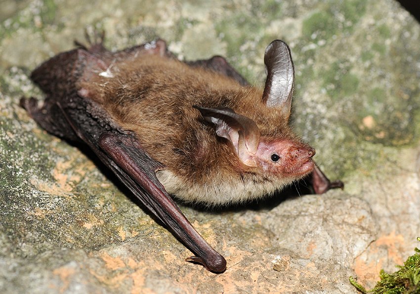 cronicasdefauna's tweet photo. Estas son las 3 familias de Quirópteros presentes en España:
1-Rhinolophidae: hojas nasales con forma de herradura
2-Vespertilionidae: sin hojas nasales. Trago en la oreja. fosas nasales al extremo del hocico.
3-Molossidae: cola larga que sobresale del uropatagio.
#biodiversidad https://t.co/iTd1pjGOdK