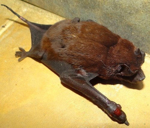 cronicasdefauna's tweet photo. Estas son las 3 familias de Quirópteros presentes en España:
1-Rhinolophidae: hojas nasales con forma de herradura
2-Vespertilionidae: sin hojas nasales. Trago en la oreja. fosas nasales al extremo del hocico.
3-Molossidae: cola larga que sobresale del uropatagio.
#biodiversidad https://t.co/iTd1pjGOdK
