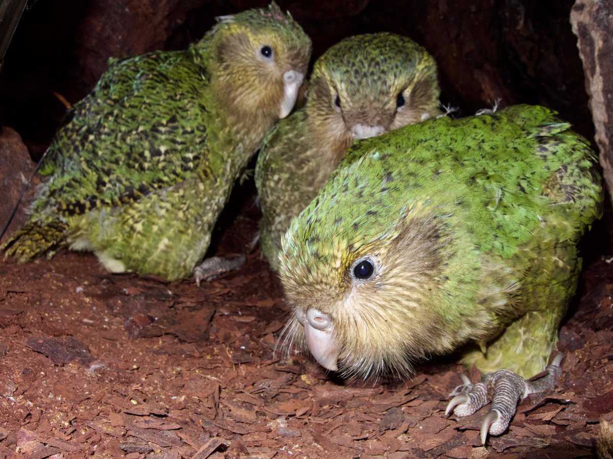 Three older kākāpō chicks in a nest