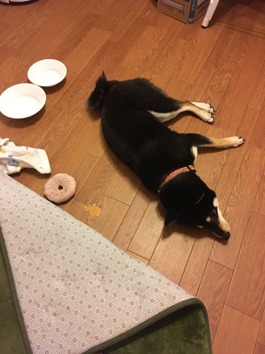 黒柴りつ 黒柴すみ A Twitter うちの子小さいときから動物病院に通ってたんで動物病院大好きで 先生の手に顎乗せて寝るし注射 ヘッチャラなツワモノなんだけど 爪切りだけは毎回すごい悲鳴上げるもんだから なんと今日bgmでヒーリングミュージック流された記念ツイート 黒柴りつ 黒柴すみ A Twitter うちの子小さいときから動物病院に通ってたんで動物病院大好きで 先生の手に顎乗せて寝るし注射 ヘッチャラなツワモノなんだけど 爪切りだけは毎回すごい悲鳴上げるもんだから なんと今日bgmでヒーリングミュージック流された記念ツイート
