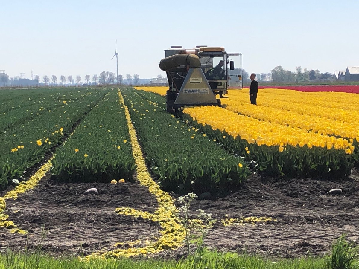 Frank Vlasveld tweet media