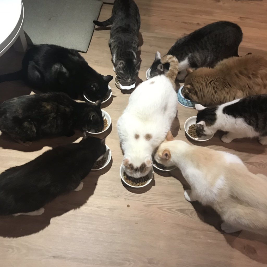 保護猫カフェ Aro Hogonecocafearo Twitter 保護猫カフェ Aro Hogonecocafearo Twitter
