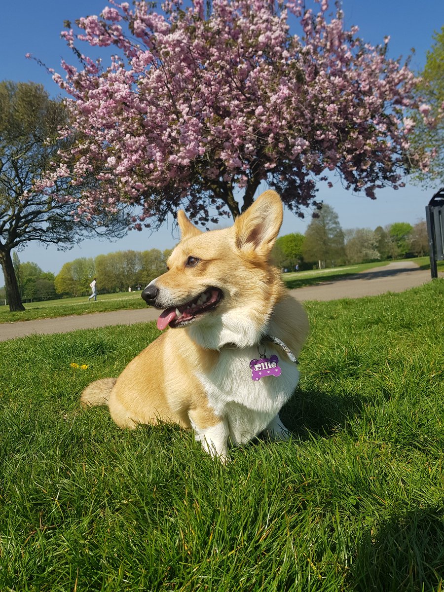 Aigus_ram's tweet photo. Refreshing sunny lunchtime walk with the sunshine bear! She's such a cutie 🌞🌼🐶🌼 #Corgi #SunLoaf #SummerEnergy https://t.co/QjGKryh170