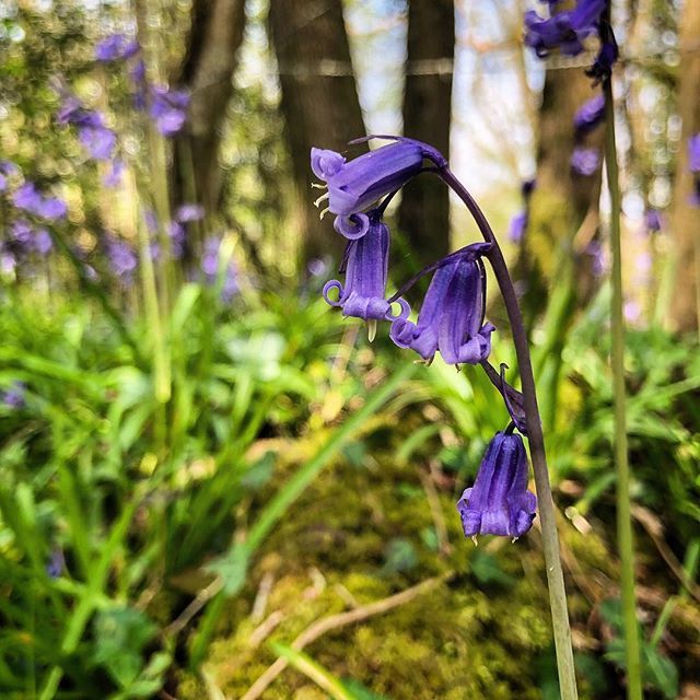 Exploring new places with the folks and my uncle 💙
.
#instanirtak 
#bluebells  #bluebellwalk #englishbluebells #lovewhereyoulive #verwood #wimborne #dorset #woodland #woodlandwalk #familytime bit.ly/2IPqXEu