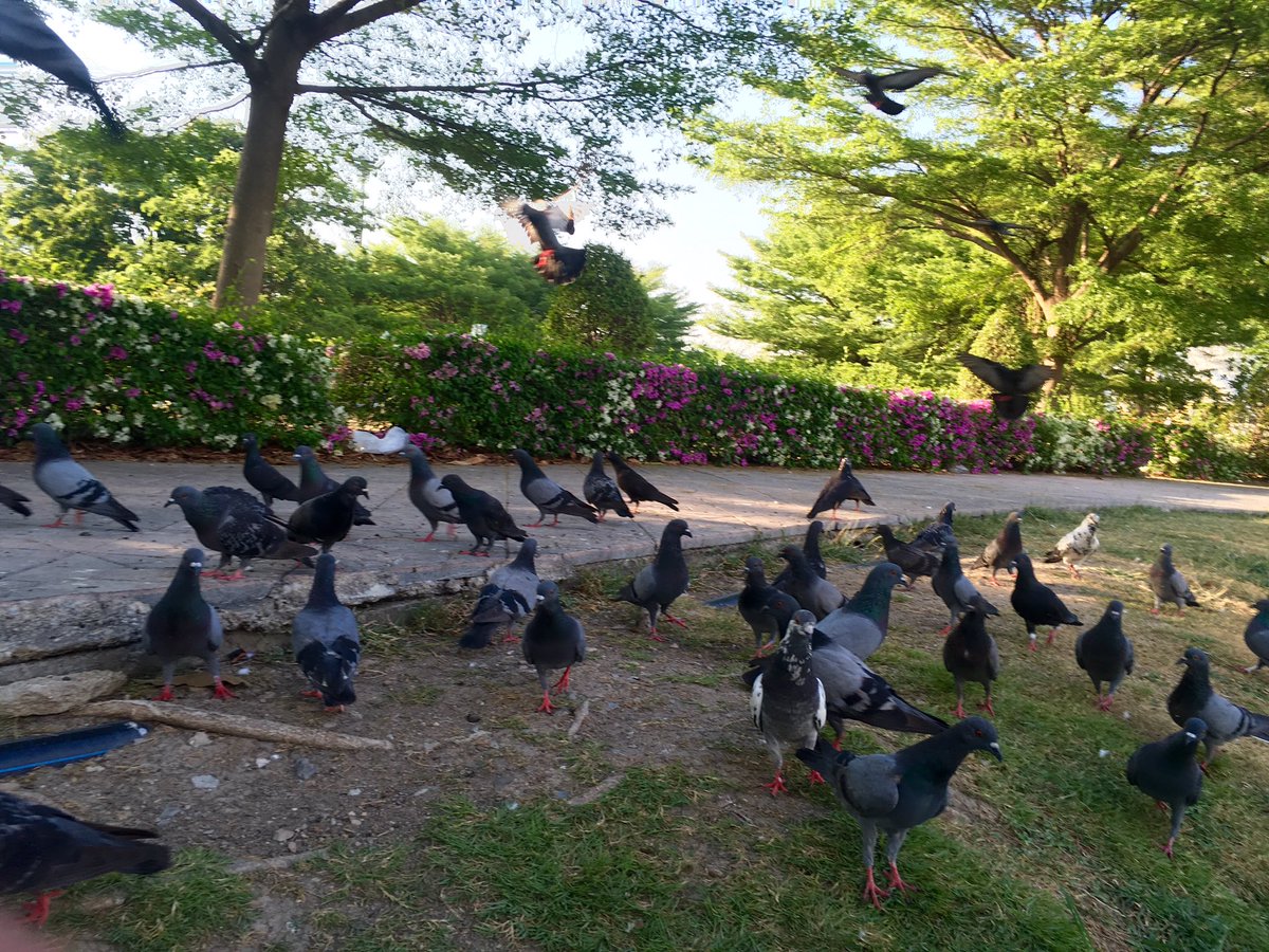 They are animals that represent mental peace and it is my smile again.😃😃 #วัดพระศรีบางเขน