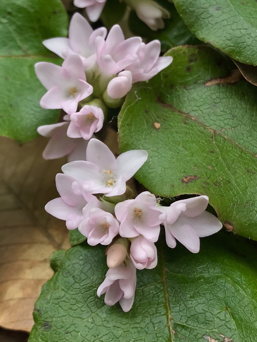 bellemare_jesse's tweet photo. Another sure sign of spring in neUS: Mayflower or Trailing Arbutus (#Epigaea repens; #Ericaceae) now in bloom.  Genus name from Greek ~’upon Earth’ (epi-gaia) for its low stature and “trailing” form.  Genus includes just 3 spp on Earth: this sp sole rep in all Western Hemisphere! https://t.co/gJipqMdvgX