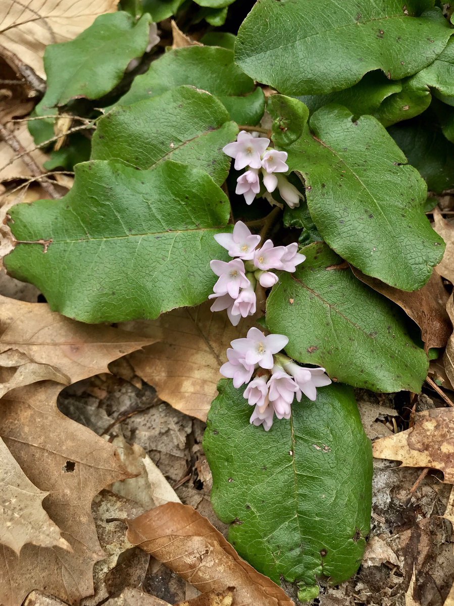 bellemare_jesse's tweet photo. Another sure sign of spring in neUS: Mayflower or Trailing Arbutus (#Epigaea repens; #Ericaceae) now in bloom.  Genus name from Greek ~’upon Earth’ (epi-gaia) for its low stature and “trailing” form.  Genus includes just 3 spp on Earth: this sp sole rep in all Western Hemisphere! https://t.co/gJipqMdvgX