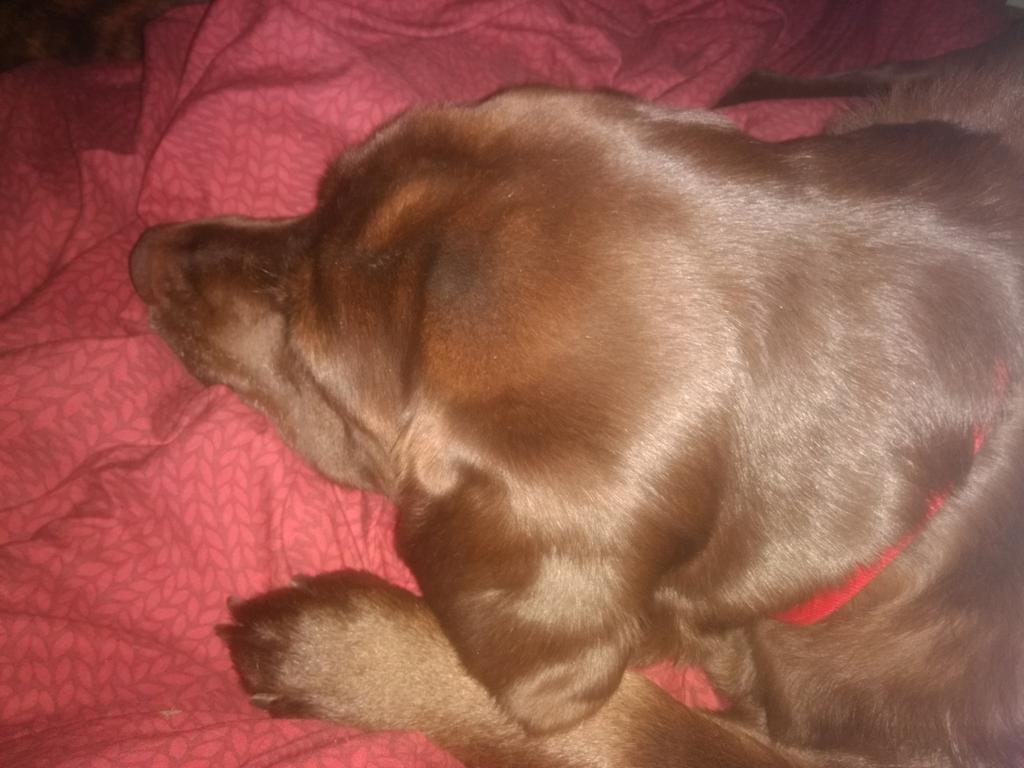 kimstrickland's tweet photo. Enjoyed a bottle of Backyard Vineyard Pinot Gris last night. Now relaxing Saturday morning with dogs before getting ready for Easter #pintogris #goodfridayandaglassofwine #happyeaster #choclatelabchocolatebunnies https://t.co/A7dCaALusv