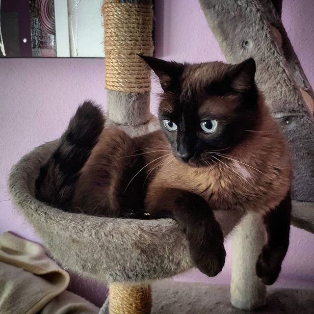 grizhou's tweet photo. "Greetings from the South" 🐱
•
•
#Pirrakas the #cat 🐈 #catpic #siamesecat, #catsofig #catsofinstagram. #gato, #gatosiamés. https://t.co/j9LQxcpYvN https://t.co/LZLZCR7uFL