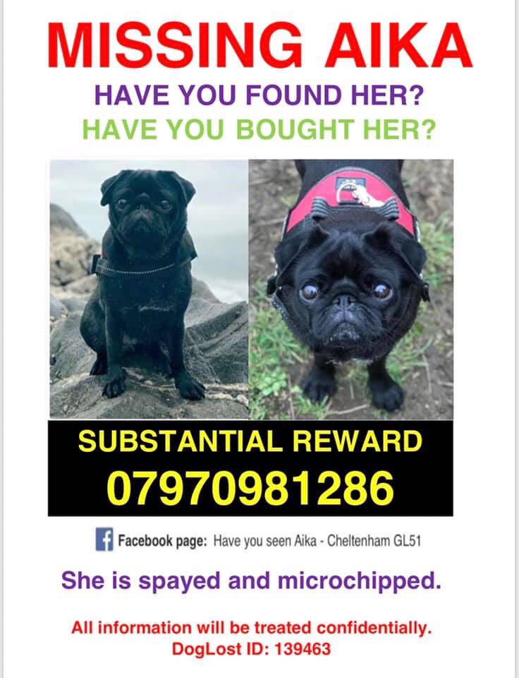 MolliePug tweet picture