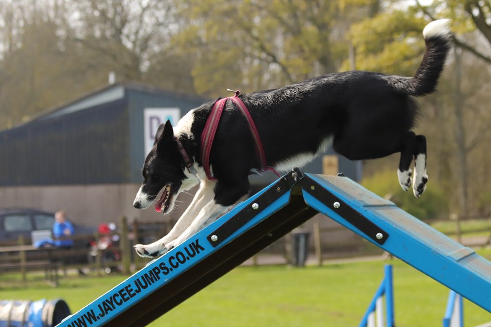 colliefullife's tweet photo. Wheeeeee!  Agility today look at me go!

Moss 

#AngusAmbassadog #bordercolliefc #dogsoftwitter #EasterWeekend #EasterSaturday #funinthesun #dogagility #funagility https://t.co/Bj63eQ1wbq
