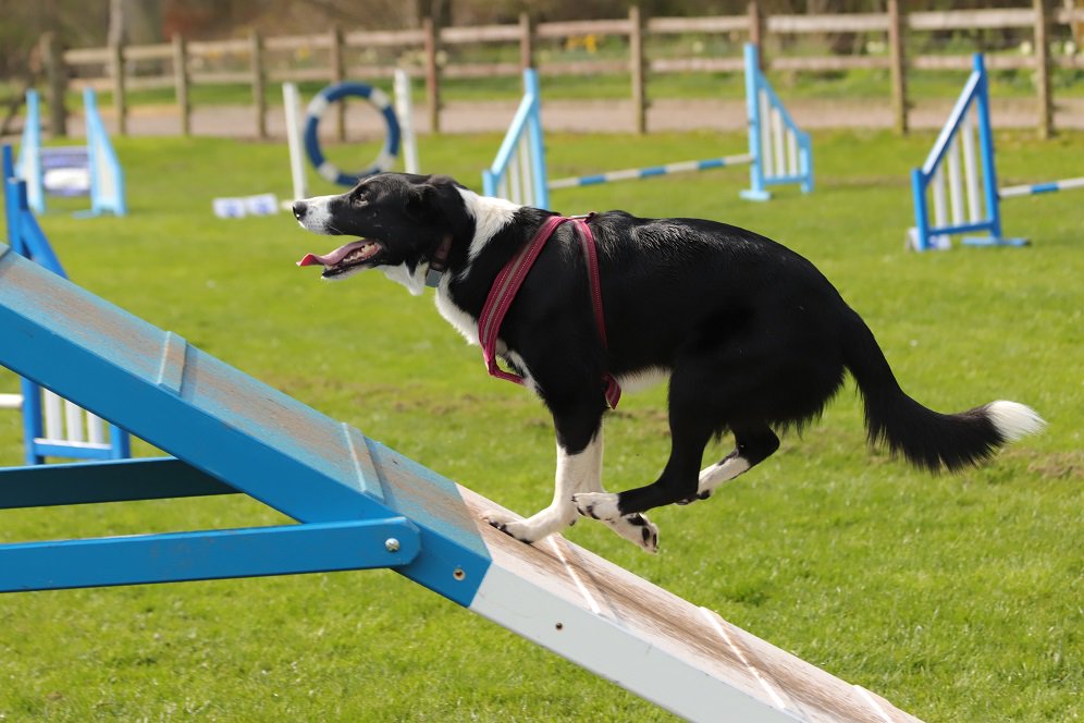 colliefullife's tweet photo. Wheeeeee!  Agility today look at me go!

Moss 

#AngusAmbassadog #bordercolliefc #dogsoftwitter #EasterWeekend #EasterSaturday #funinthesun #dogagility #funagility https://t.co/Bj63eQ1wbq