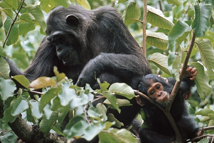 #ChimplyGood Daily dose of the beauty of our closest living relatives from filmmaker and chimp expert Bill Wallauer! #chimpanzees