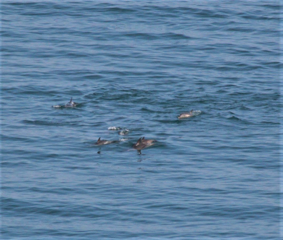 Pod of Dolphins spotted off #Coverack bay right now #Cornwall @lizardpeninsula @BeachesCornwall @CornwallLive